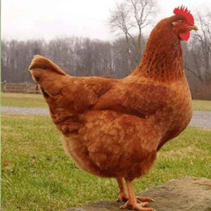 مرغ مش تخمگذار